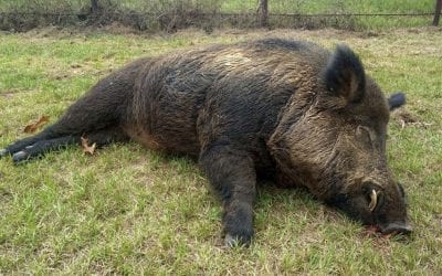 The Best Weapons for Hunting Wild Pigs 2020