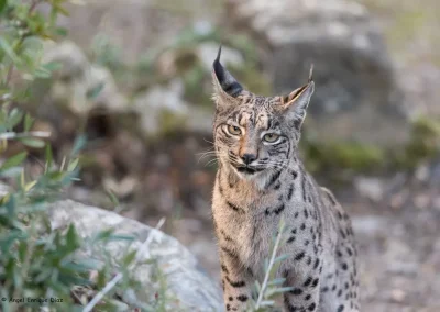 Texas predator hunting