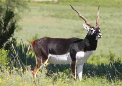 Texas Exotics Hunting