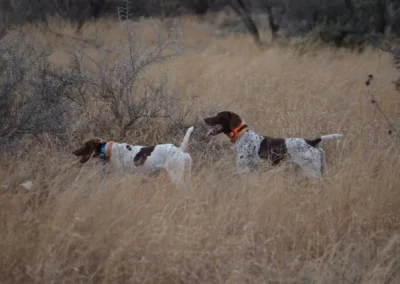 Texas Blue & Bobwhite Quail Hunt