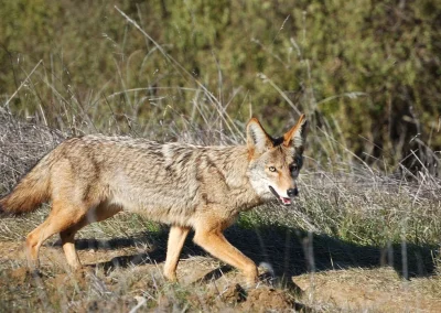 Texas predator hunting