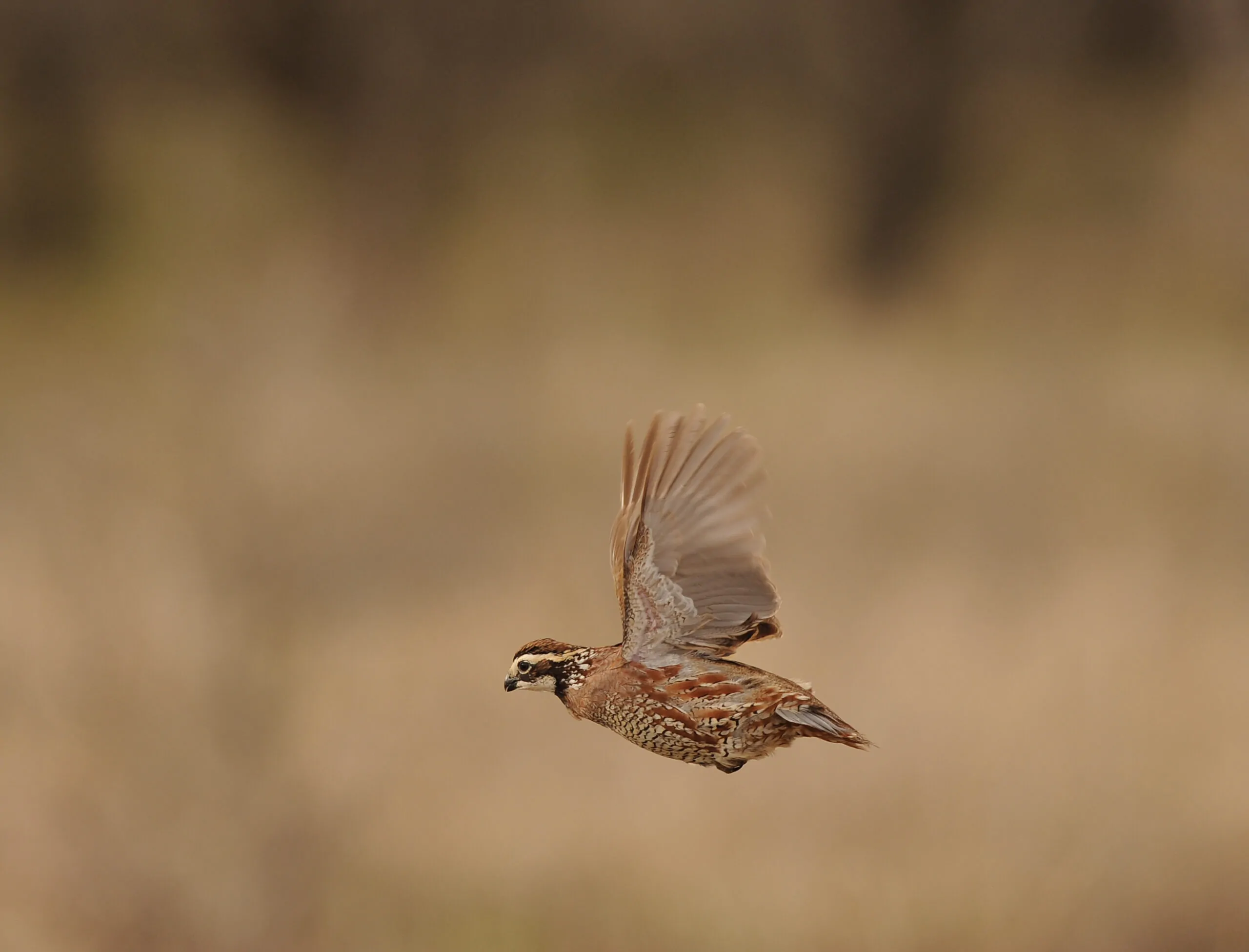 Texas Quail Hunting